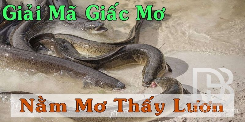 mơ thấy lươn