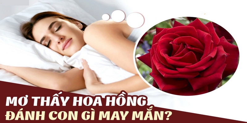 mơ thấy hoa hồng