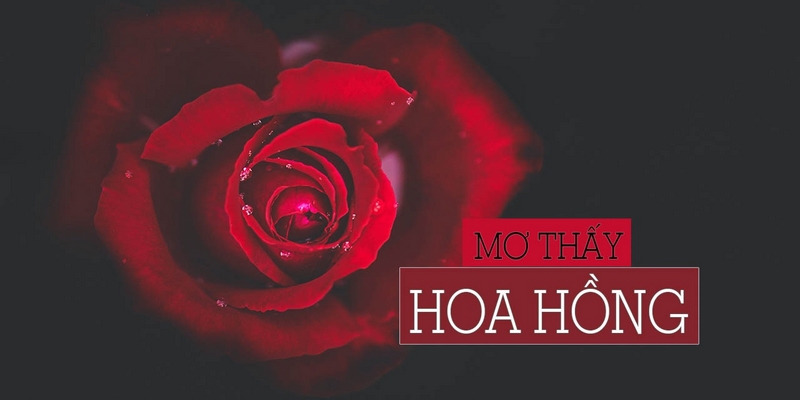 mơ thấy hoa hồng