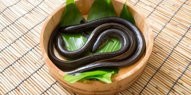 Ngủ mơ thấy lươn với điềm báo tương lai