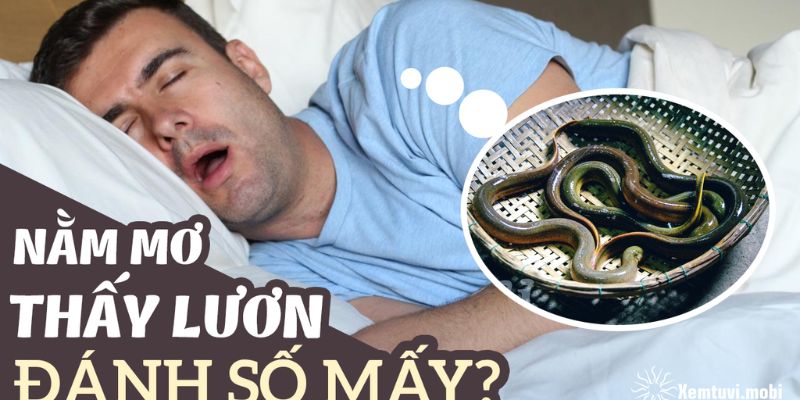 Con số may mắn trong giấc mơ thấy lươn