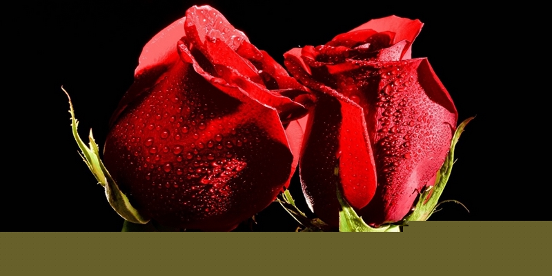 mơ thấy hoa hồng